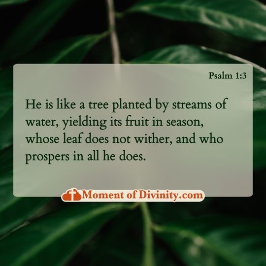 He is like a tree planted by streams of water, yielding its fruit in season, whose leaf does not wither, and who prospers in all he does.